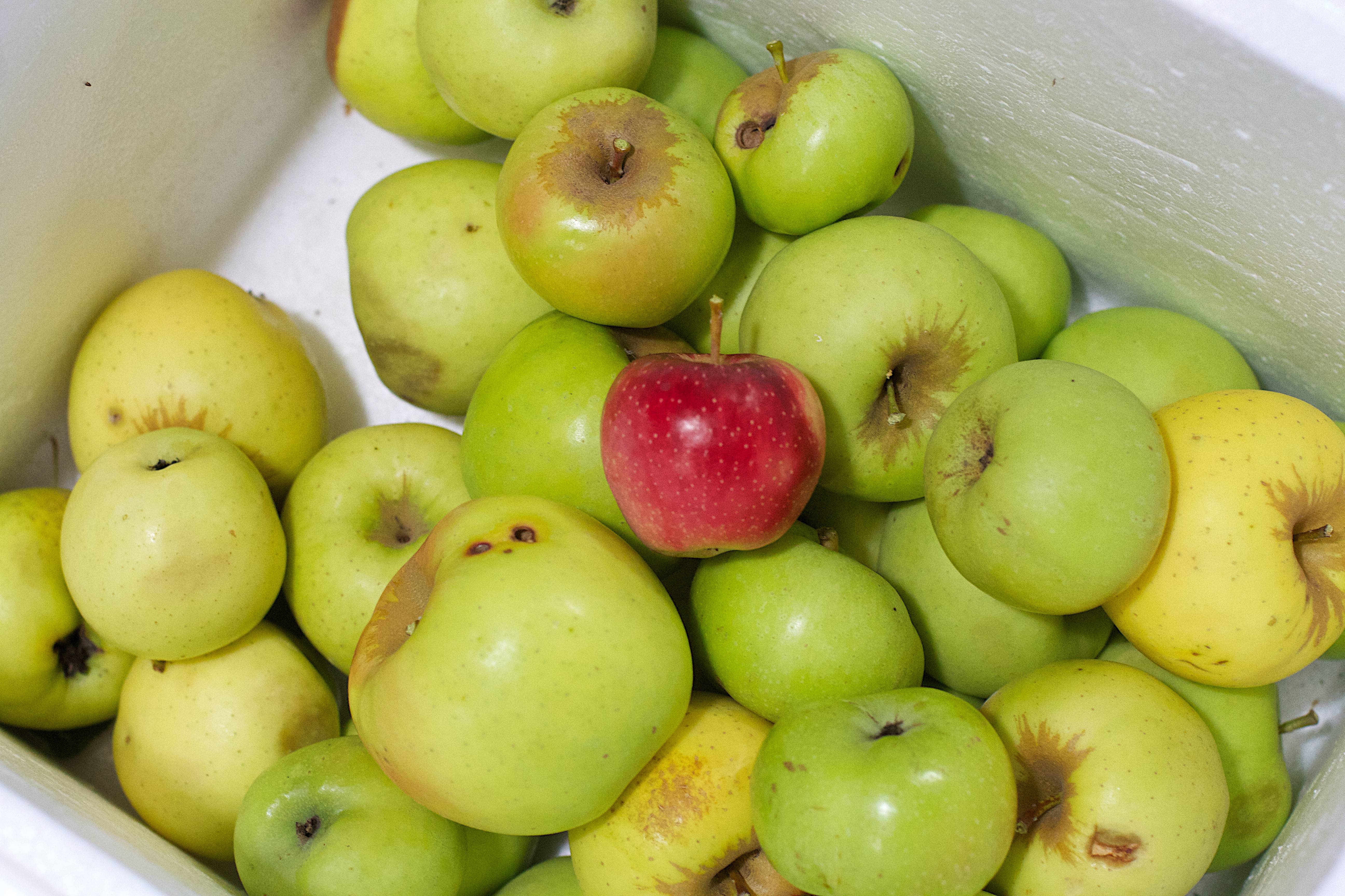 Яблоки гренни смит: откуда привозят, калорийность, описание сорта, отзывы, фото