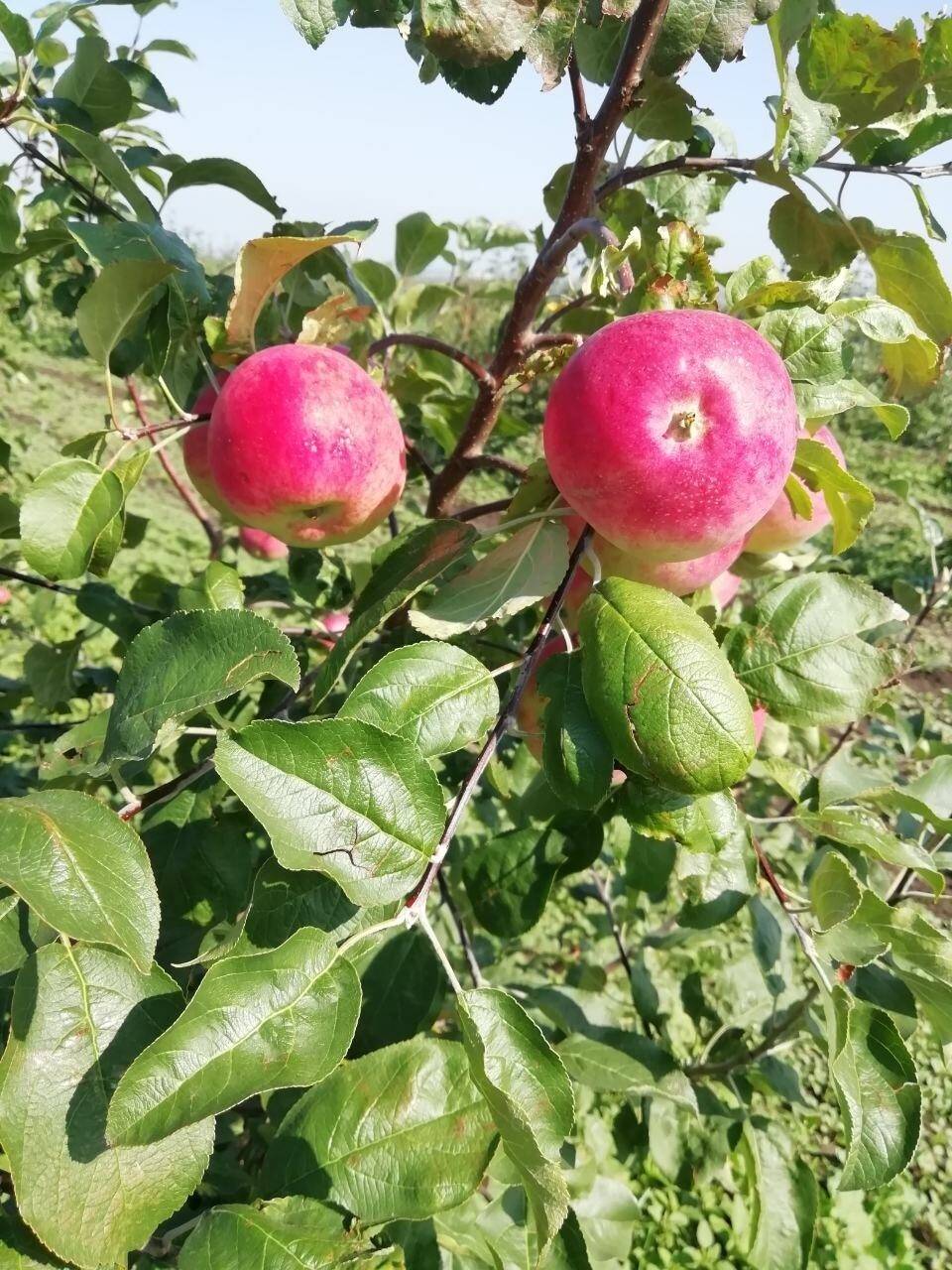 Яблоки сорт Вишневка