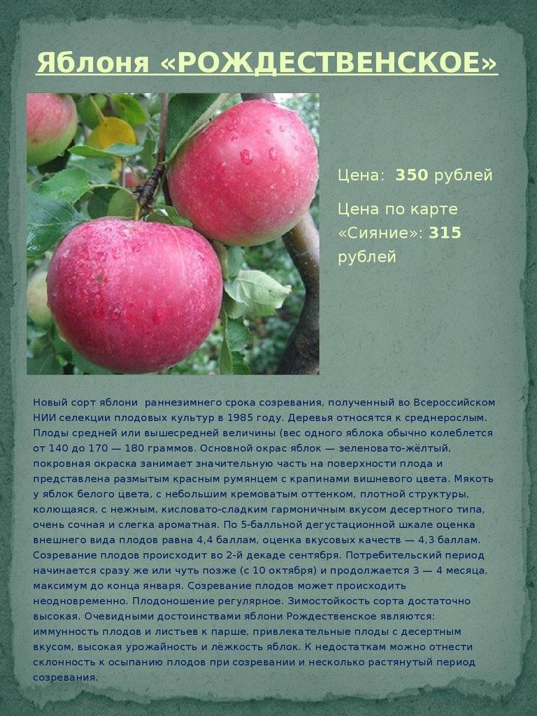 Особенности яблони карамельная, описание и фото