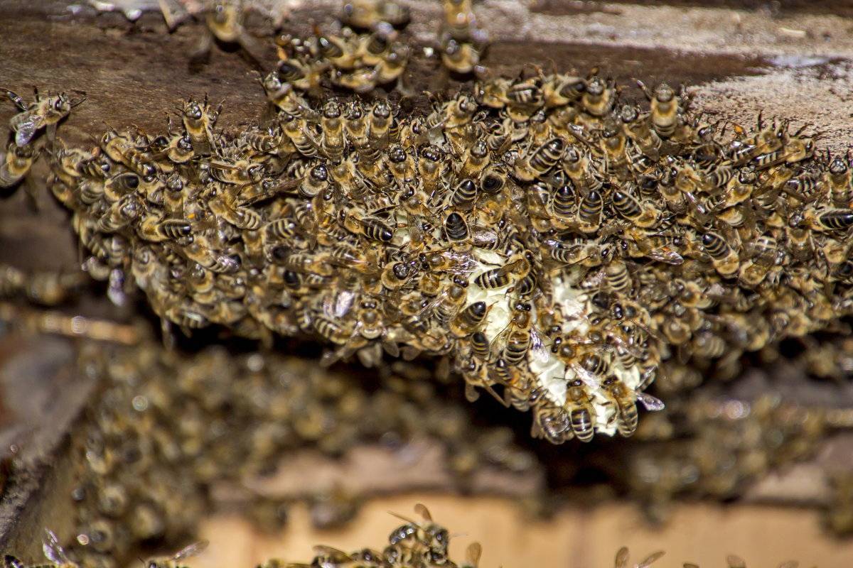 Дикие пчелы и их основные отличия от домашних |