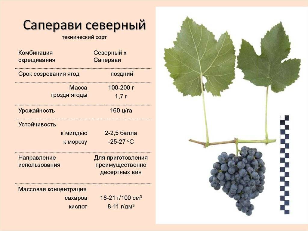 Виноград супер экстра: описание столового сорта, как посадить и ухаживать