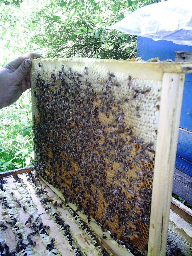 Пчелиный подмор: чем полезны мертвые пчелы, применение пчелиного мора, что это такое помор