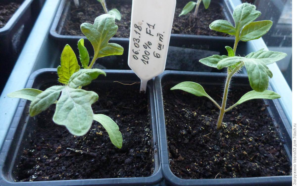 Как правильно посадить томаты лёжа по методу маслова? достоинства и недостатки метода выращивания помидоров лёжа по маслову