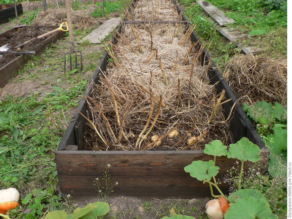 Как посадить, выращивать и ухаживать за картофелем под соломой пошагово