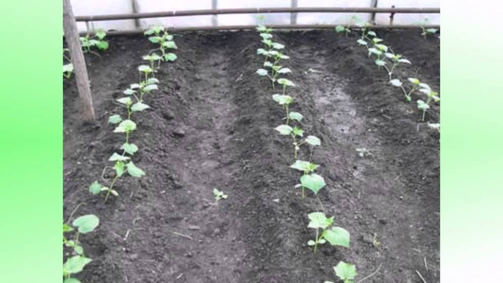 Посадка огурцов в открытый грунт семян или рассады - когда сажать и как правильно выращивать