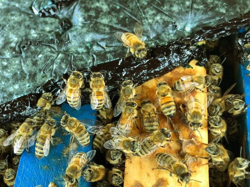 Цветочная пыльца – источник белкового питания пчел. основы пчеловодства [самые необходимые советы тому, кто хочет завести собственную пасеку]