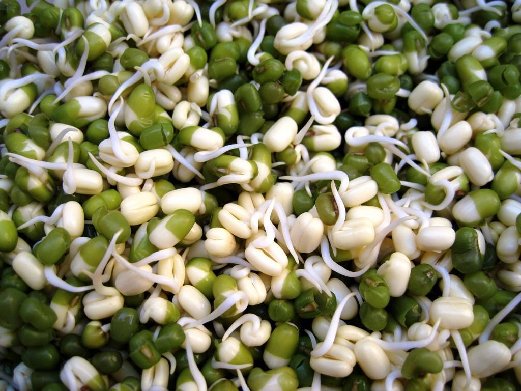 Пророщенные семена злаков - здоровье от природы! способы проращивания и рецепты из проростков | кулинария - всё pro еду!