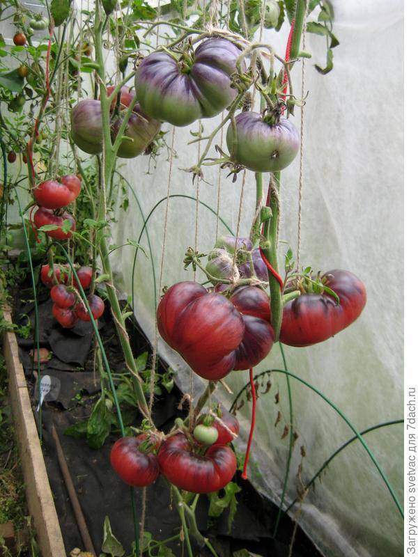 Отзывы, описание, характеристика, урожайность, фото и видео гибрида томатов «лазурный гигант f1».