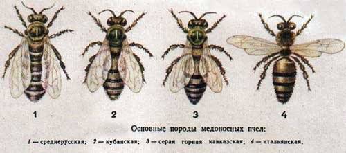 Виды и породы пчел: бакфаст, среднерусская, карпатская и другие. их характеристика