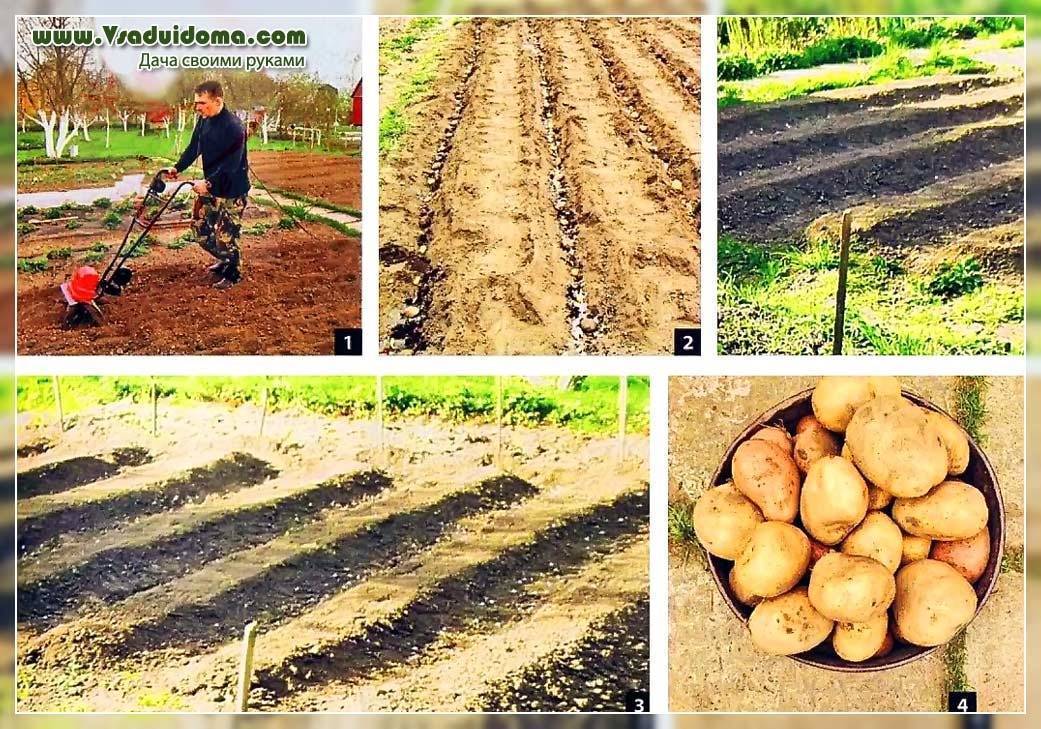 Выращивание картофеля по голландской технологии: секрет успеха