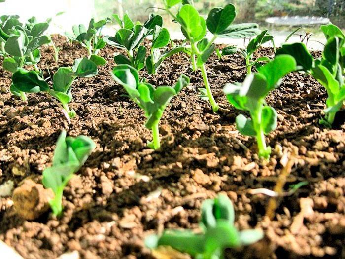 Выращивание гороха: почва, посадка, полив, особенности ухода