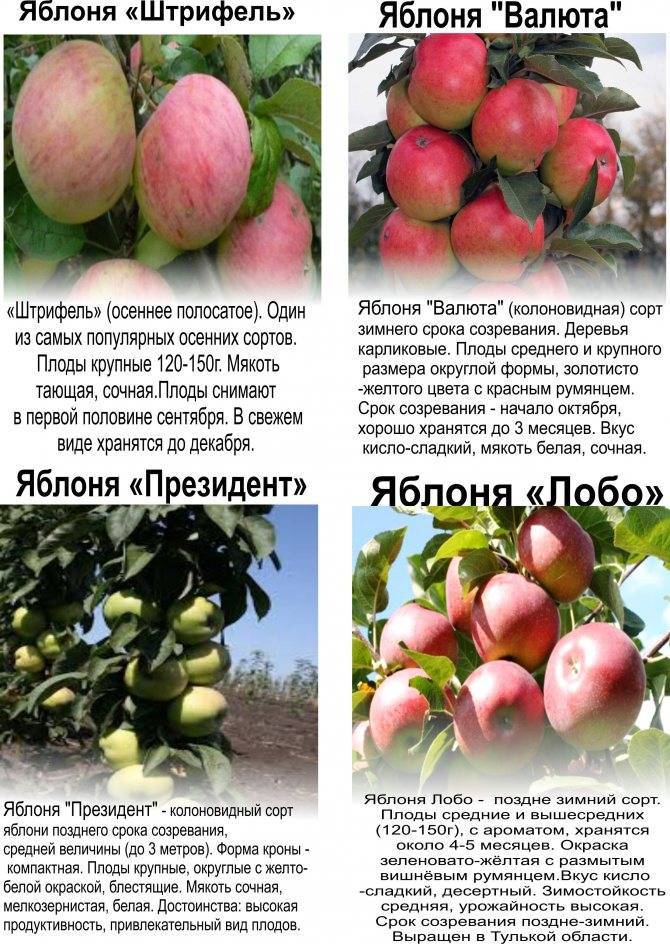 Яблоня заветное: ботаническое описание и характеристика яблони, посадка и уход, фото
