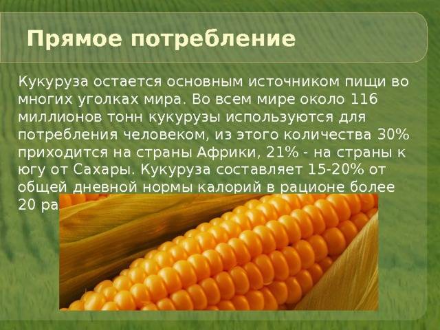 Что такое кукуруза — это фрукт, злак или овощ: разбираемся в вопросе и подробнее изучаем царицу полей