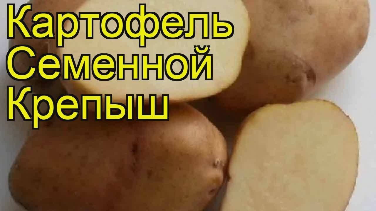 Картофель сорта крепыш