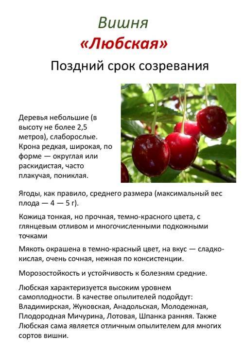 Описание сорта вишни тургеневская, правила посадки и ухода, какой ей нужен опылитель, фото