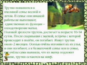 Пчелиная семья: матка, трутни и рабочие пчелы русский фермер
