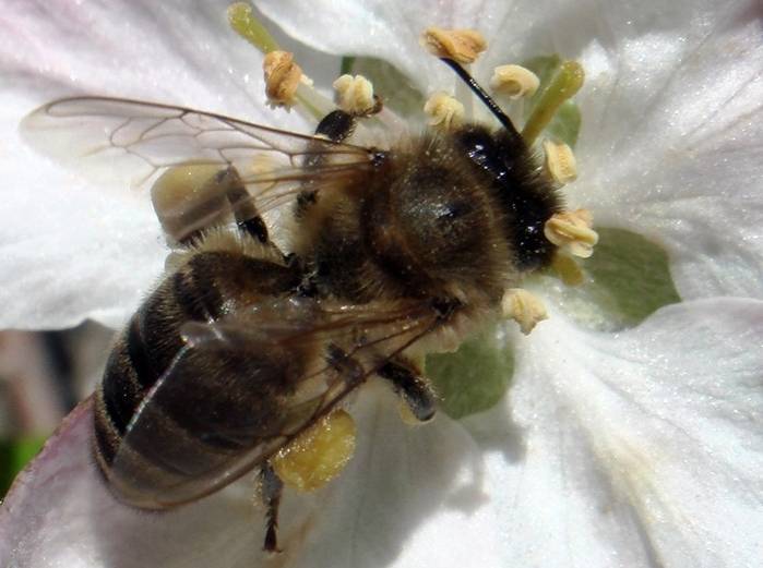 Бурзянская пчела её характеристики