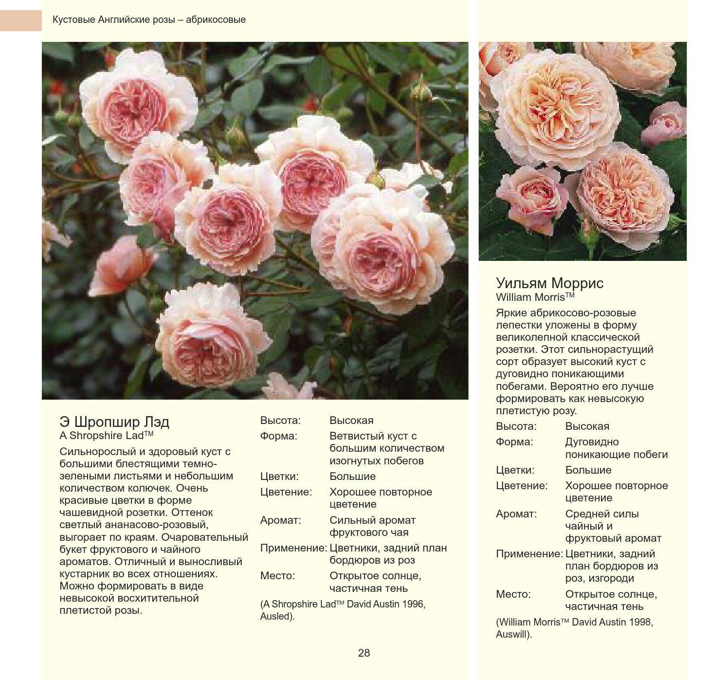 Виды и сорта роз - фото, названия и описания (каталог)