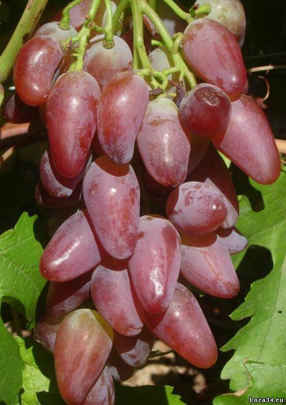 Виноград «дубовский розовый»: описание и фото сорта, отзывы о нем. особенности выращивания в регионах и характеристики: вкус, цвет, устойчивость к болезням
