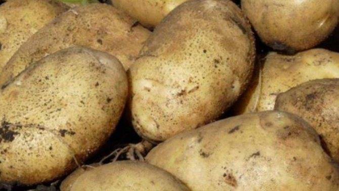 Картофель «родриго» — описание сорта, фото, отзывы, нюансы выращивания
