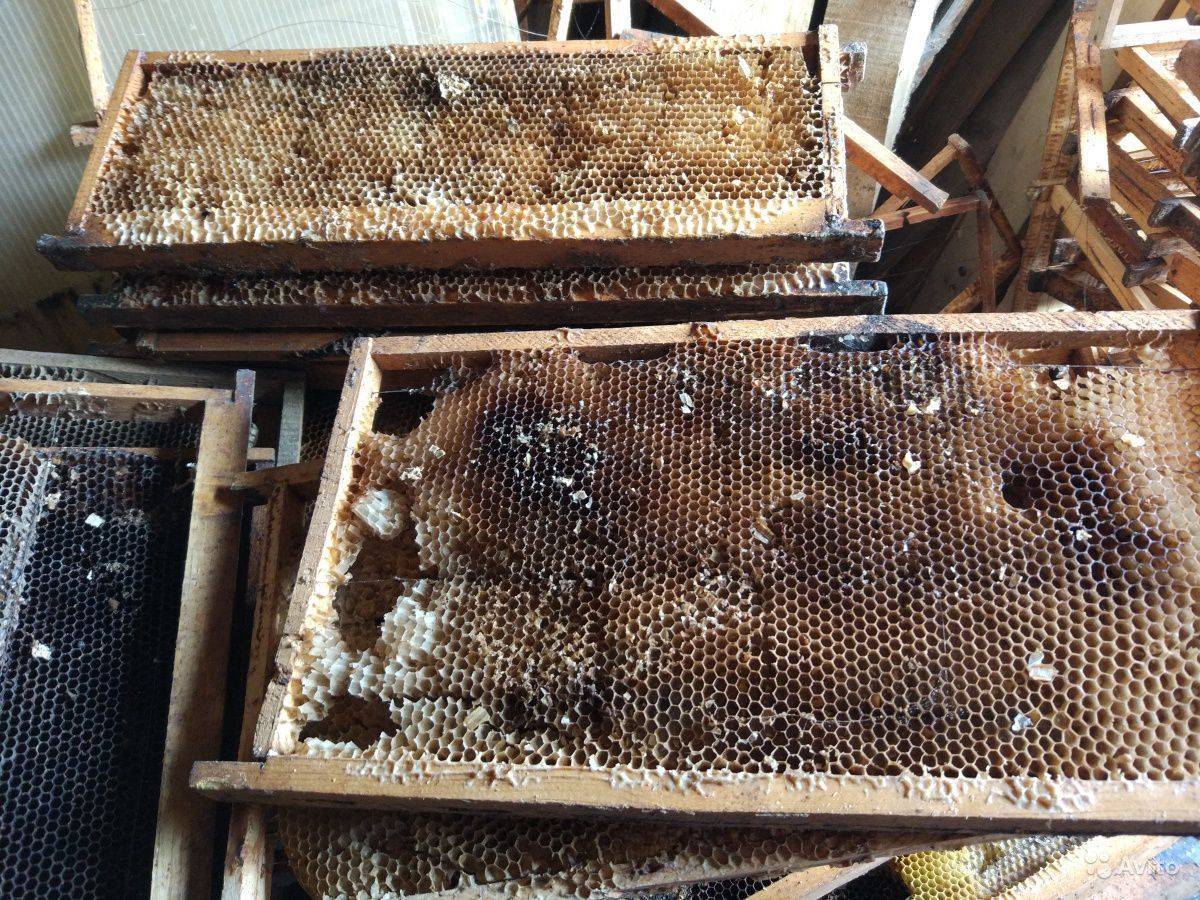 Что такое сушь пчелиная: установка рамок и правила