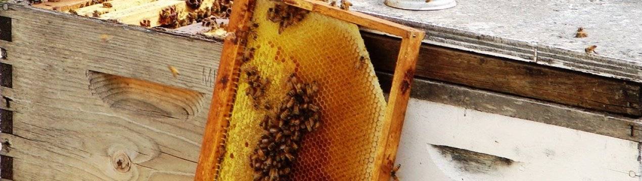 Подкормка пчел осенью медом: рецепт и пропорции для приготовления медовой сыты