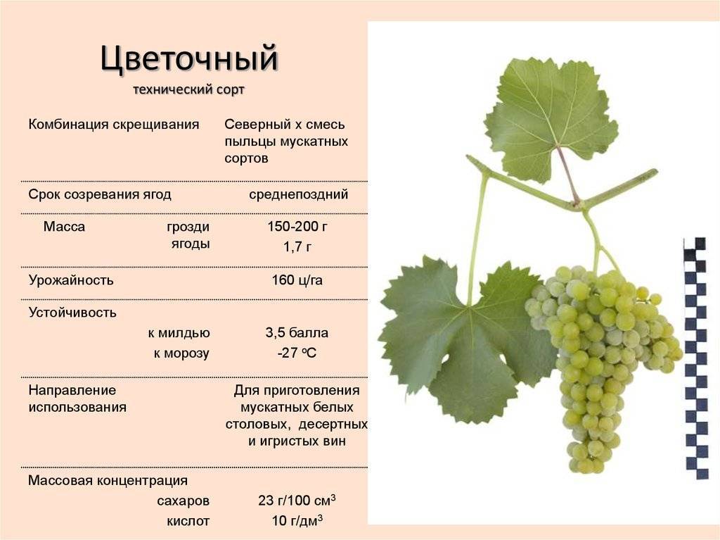 Характеристика сорта винограда «долгожданный»: описание, фото и отзывы о нем