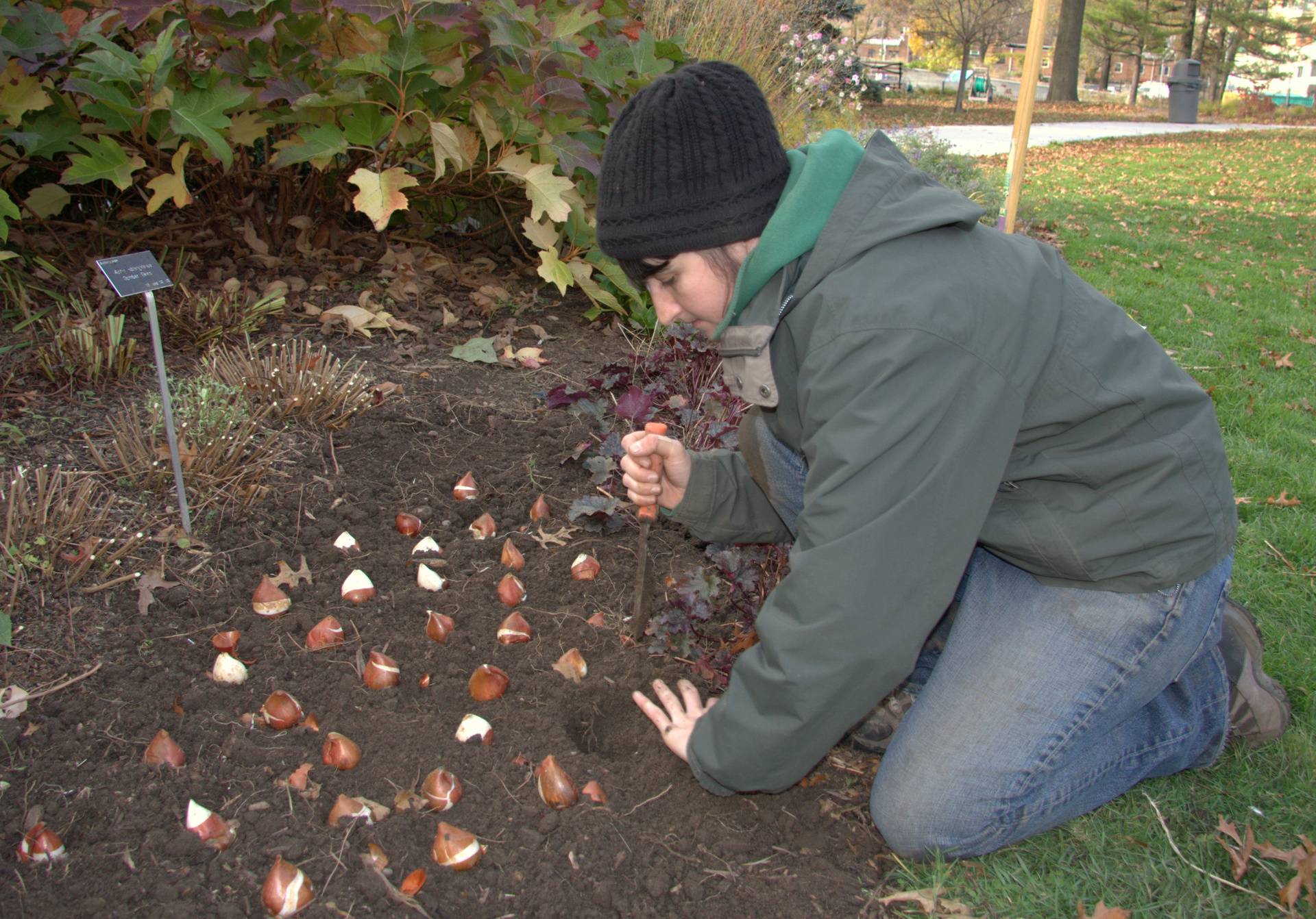 Тюльпаны – посадка осенью в открытый грунт, как и когда сажать тюльпаны под зиму; подготовка тюльпанов к зимовке