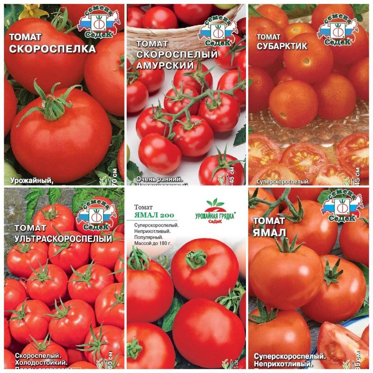 Описание и характеристики лучших сортов томатов для Подмосковья