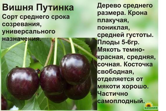 Описание и характеристики вишни сорта призвание, история и особенности выращивания
