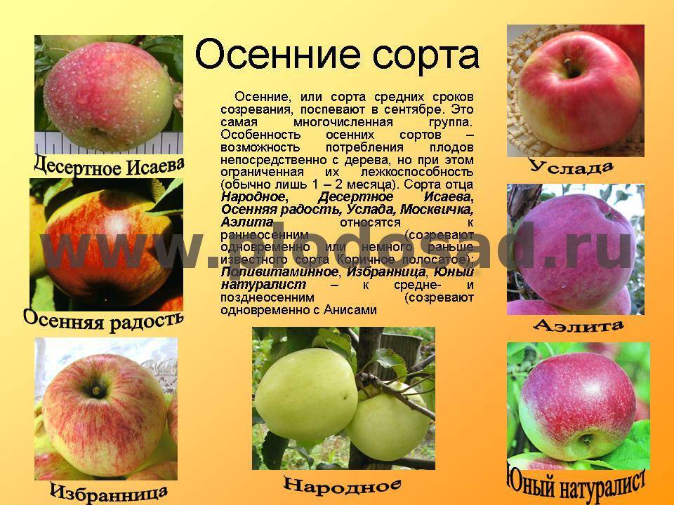 Яблоня «конфетное»: описание сорта, фото и отзывы