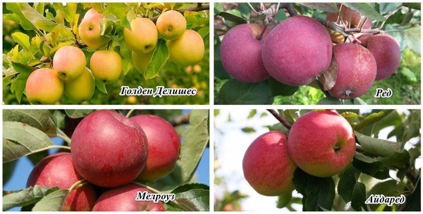 Сладкий август в вашем саду: яблоня сорта конфетное