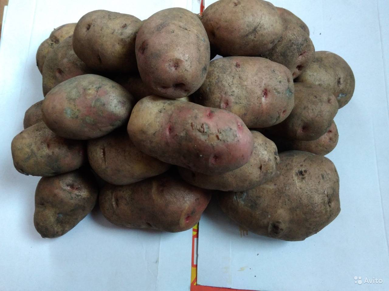 Картофель славянка: описание сорта и характеристика, урожайность, отзывы, фото