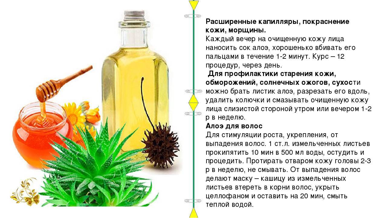 Лечебные свойства и применение алоэ с медом