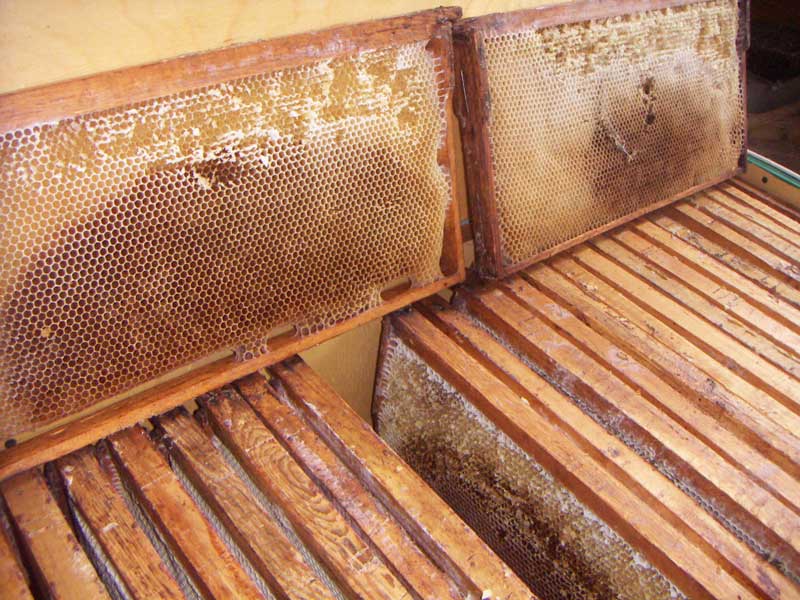 Пчелиная сушь: что это такое и для чего нужна