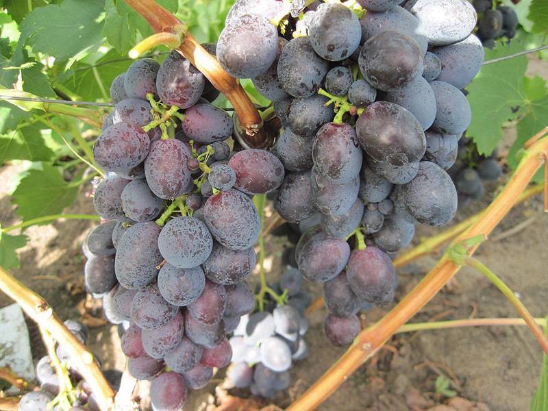 Сорт винограда сфинкс: характеристика и описание с фото
