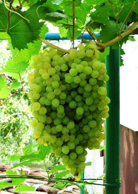 Сорт винограда русбол: легкий уход и отличный урожай