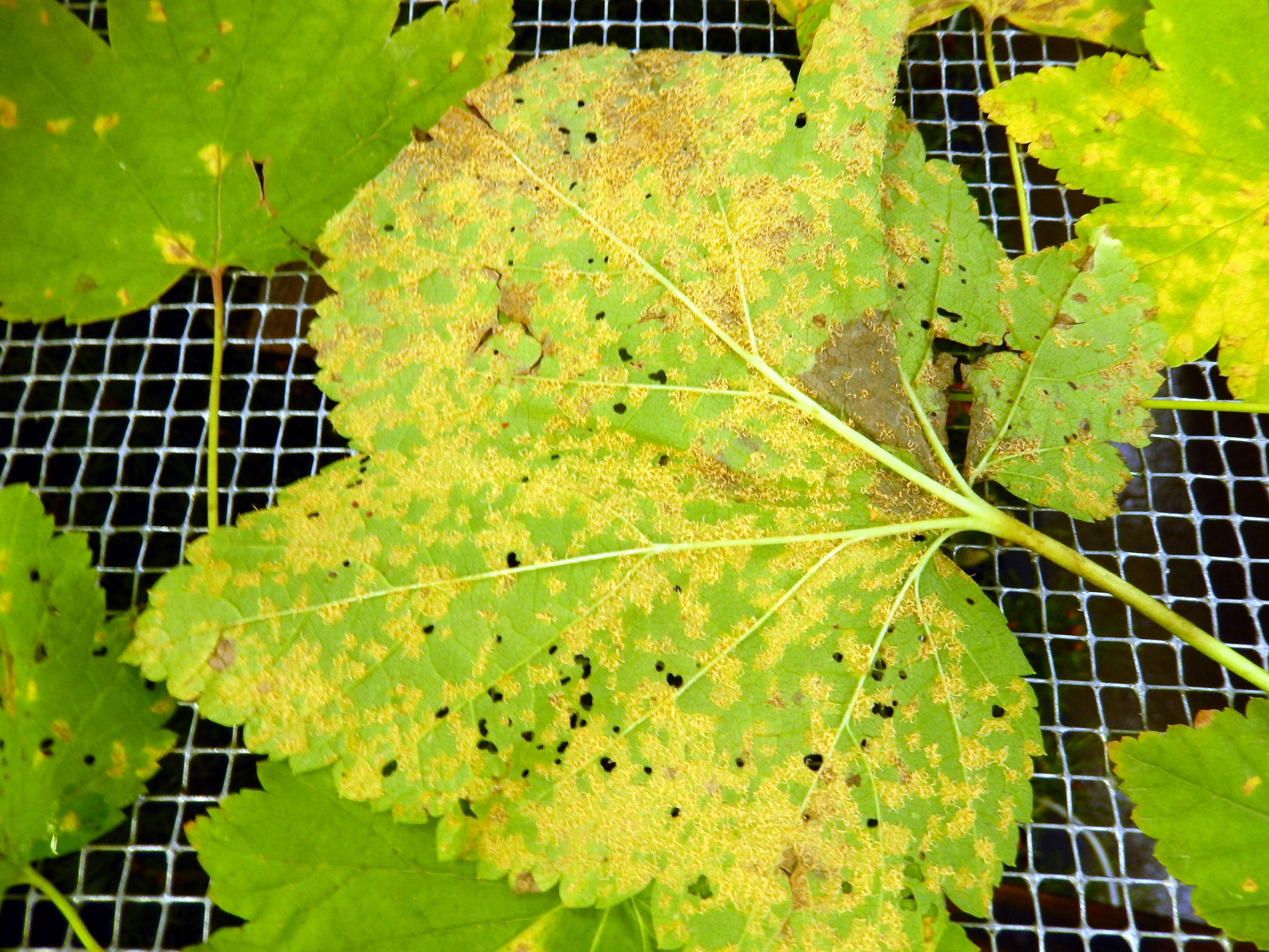 Почему желтеют и сохнут листья у смородины