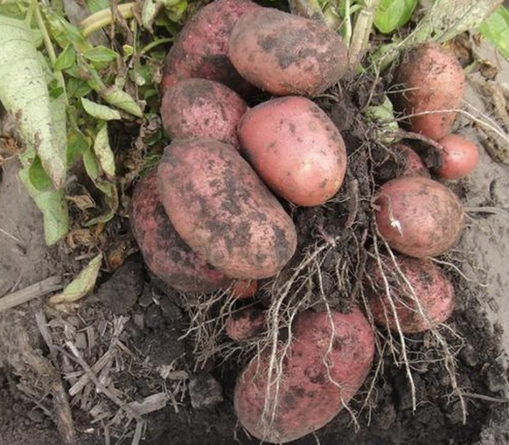 Картофель ред скарлет: описание и характеристика сорта, фото, отзывы – сад и огород своими руками