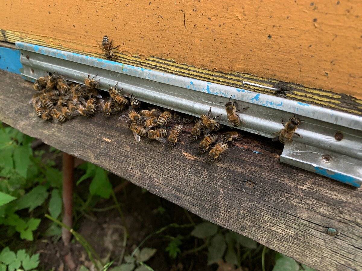Признаки приема новой матки пчелами