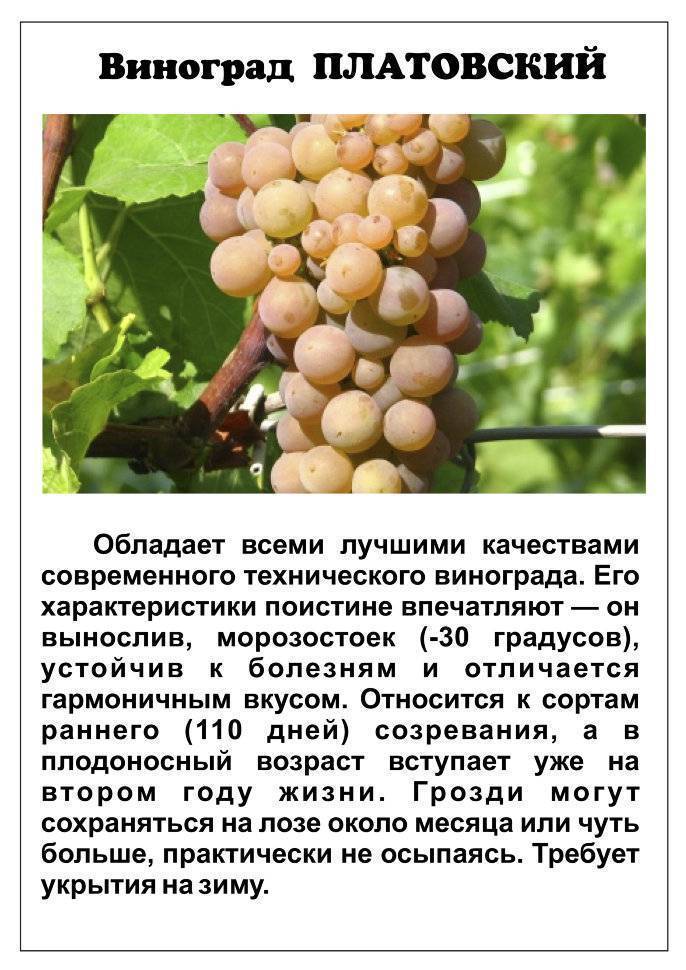 Описание и характеристика винограда сорта Платовский, правила выращивания