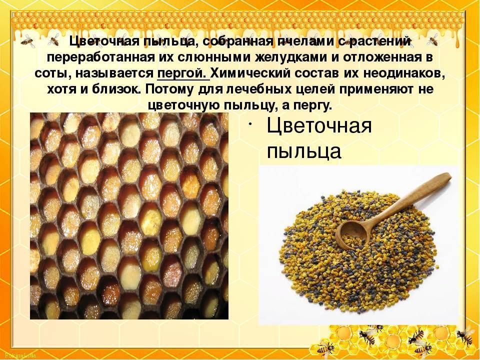 Пчелиная пыльца: состав, польза, противопоказания, применение | народные знания от кравченко анатолия