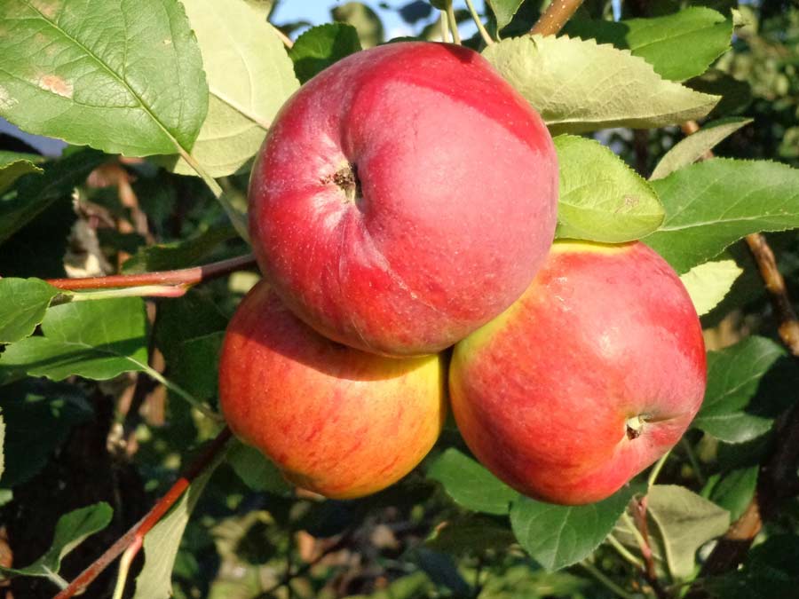 Сорта опылители для яблони беркутовское