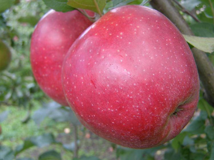 Яблоки чёрный принц (ред джонапринц): особенности и характеристика сорта, агротехника выращивания и ухода, фото