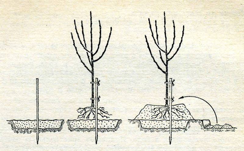 Правила выращивания абрикос в Подмосковье, посадка и уход для открытого грунта