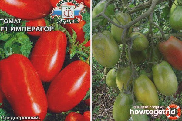 Описание томата Император, характеристика и выращивание гибрида