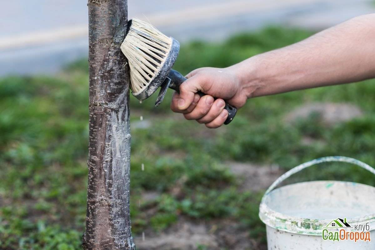 Водоэмульсионная краска для побелки деревьев: характеристики материала и особенности его нанесения | в мире краски