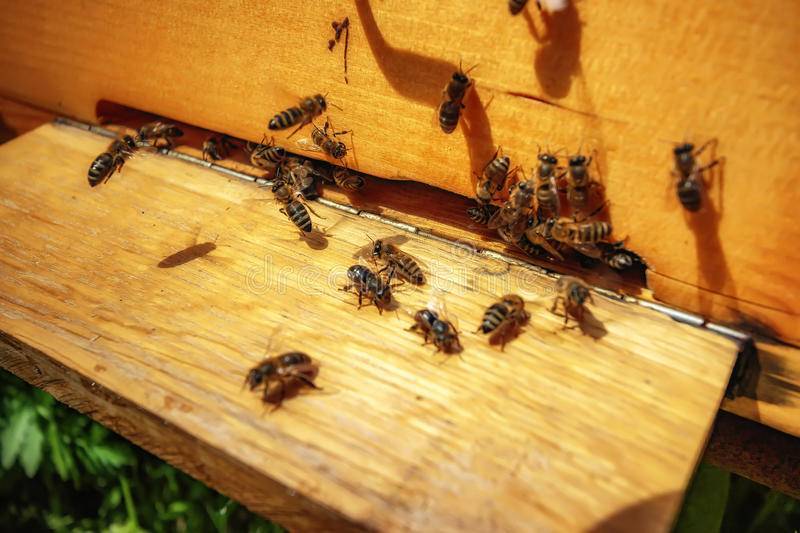 Незваные гости: что делать при появлении пчёл на даче или дома