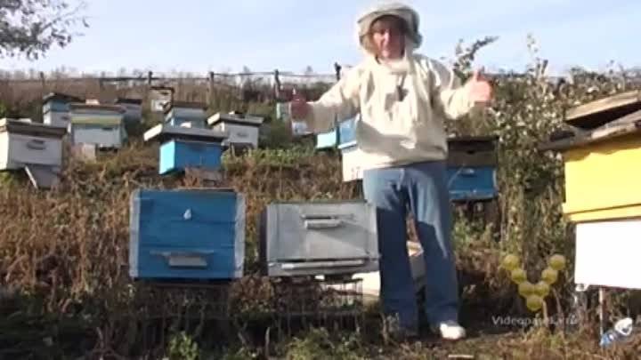 Весенние работы по месяцам на пасеке и развитие пчел