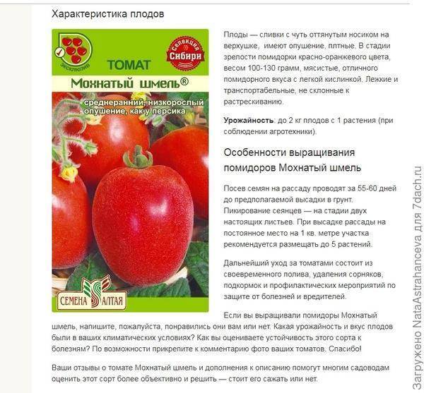 Томаты черри — особенности выращивания разных сортов. фото — ботаничка.ru